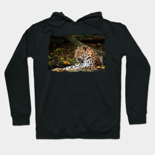 Amur Leopard Hoodie